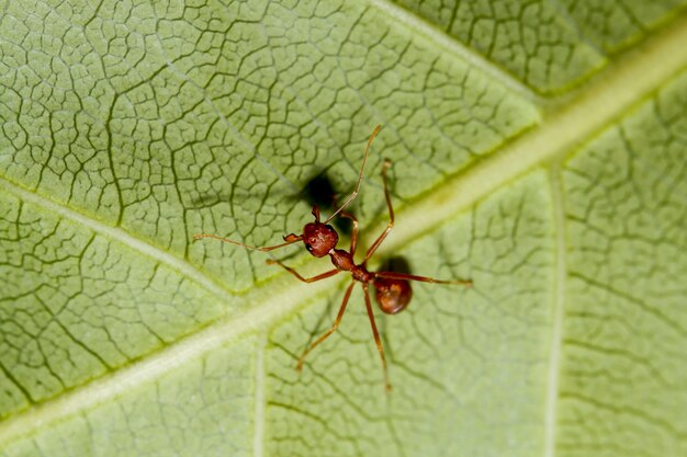 Formica rossa a macroistruzione sulla foglia verde