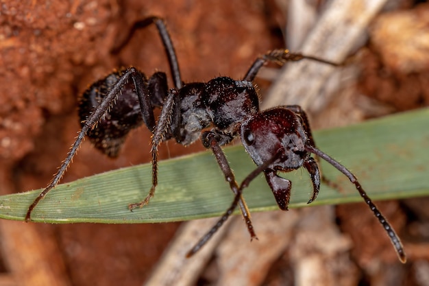 Formica rossa adulta di Ectatommine del genere Ectatomma