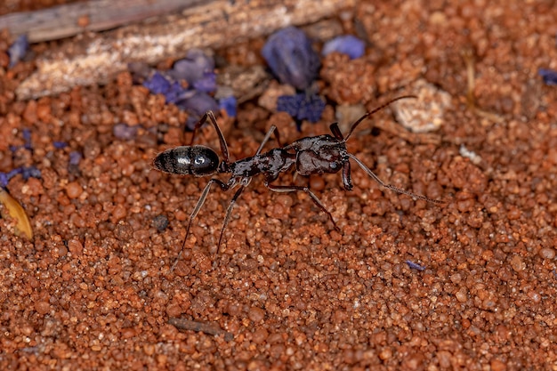 Formica rossa adulto del genere Odontomachus