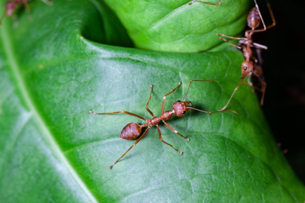 Formica rossa del gruppo sulla foglia verde