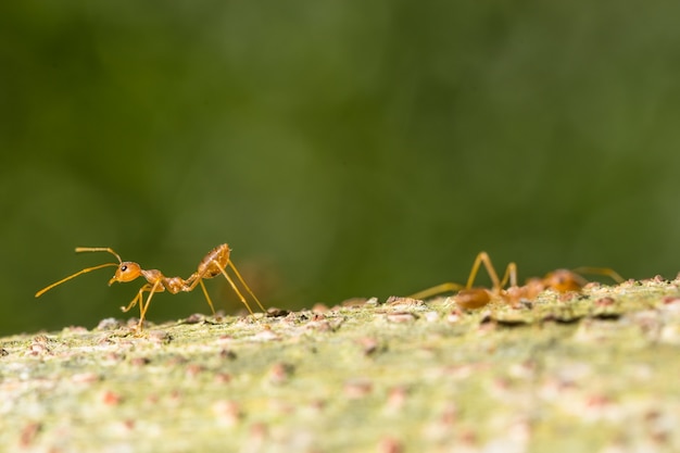 formica rossa macro