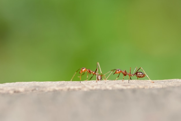 Formica rossa macro