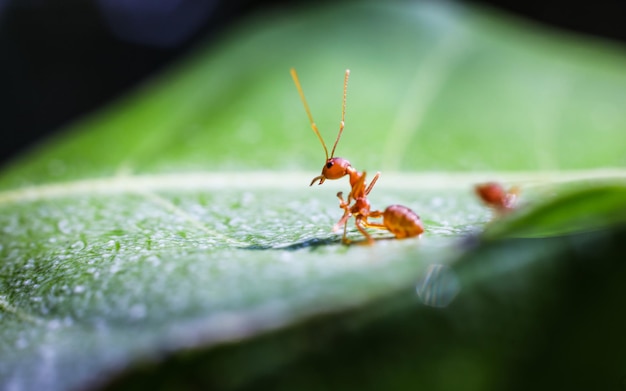 Formica rossa su foglie verdi su sfondo naturale