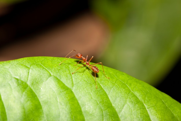 Formica rossa sulla foglia verde in natura alla Tailandia