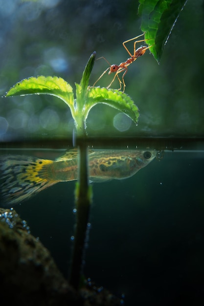 Formica su foglia con scena per metà sott'acqua