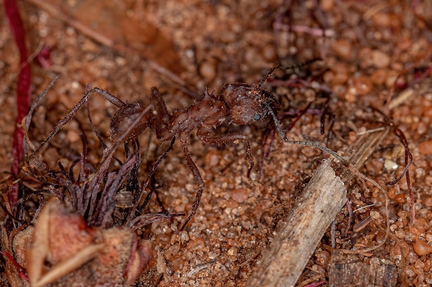 Formica tagliafoglie Acromyrmex adulta del genere Acromyrmex