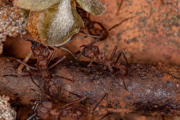 Formica tagliafoglie Acromyrmex adulta del genere Acromyrmex