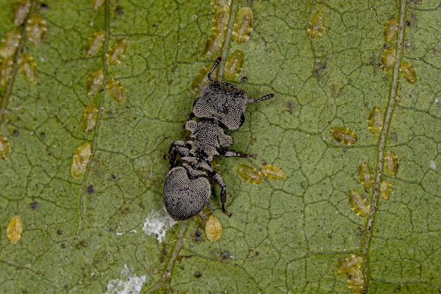 Formica tartaruga adulta del genere Cephalotes