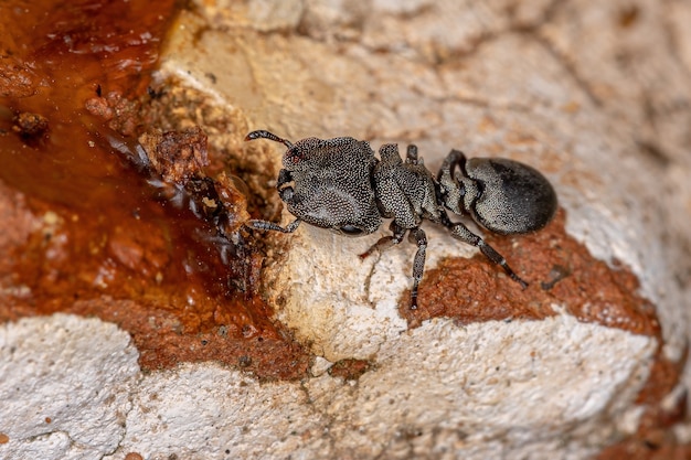 Formica Tartaruga Nera adulta del genere Cephalotes