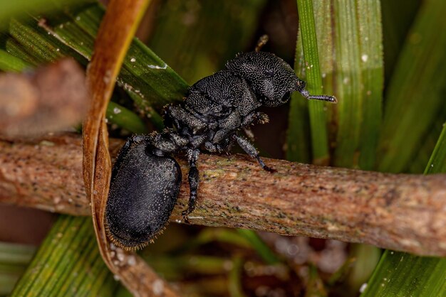 Formica tartaruga regina nera adulta del genere Cephalotes