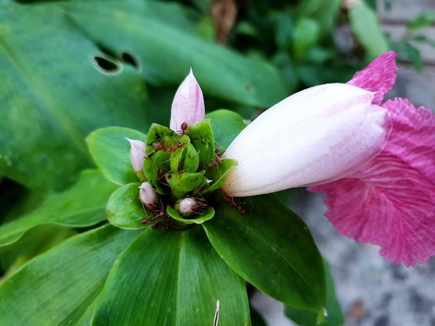 Formica tessitrice sul fiore in giardino.