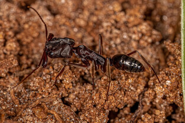 Formica trappola adulta