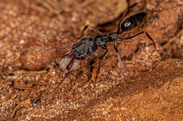 Formica trappola adulta