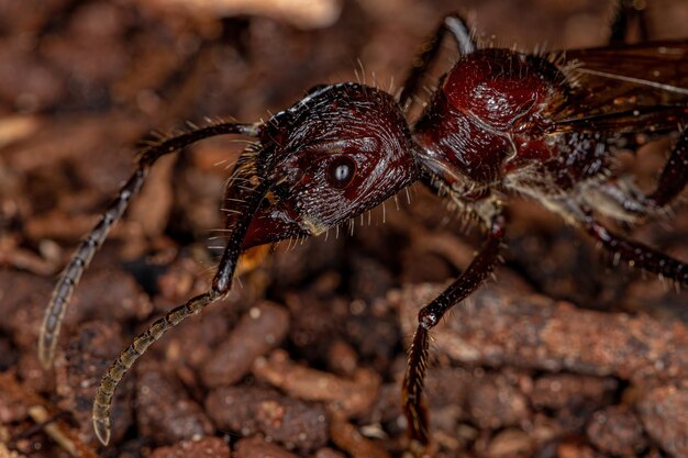 Formicaio proiettile adulto della specie Paraponera clavata