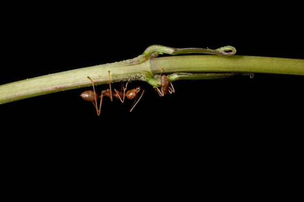 formiche animali bug natura lavoro di squadra di piccole dimensioni