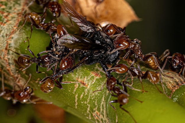 Formiche Cecropia adulte