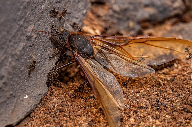 Formiche dalla testa grossa femmina adulta che depredano una formica tagliafoglie Atta alata maschio adulto