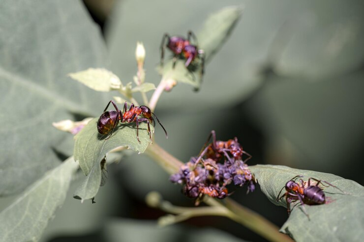Foto formiche in primo piano su una foglia verde fotografia macro di insetti