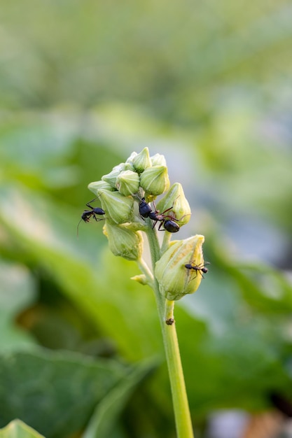 Formiche nere sul fiore di zucca spugna da vicino