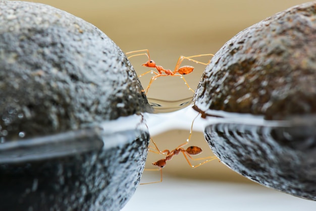 formiche rosse che attraversano l'acqua