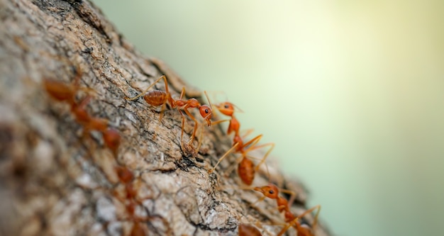 formiche rosse che camminano sugli alberi Comportamento delle formiche