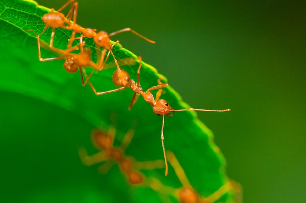 formiche rosse che lavorano come un lavoro di squadra per costruire il proprio nido