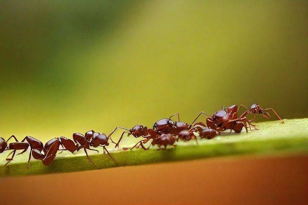 Formiche rosse gialle su sfondo di fogliame verde e sfondo verde chiaro sfocato