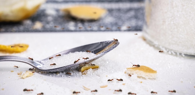 Formiche sul cucchiaio di zucchero sul tavolo infestazione da insetti in cucina