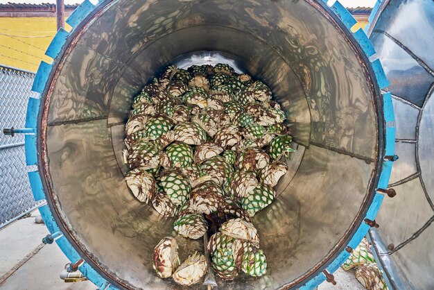 Forno pieno di agave pronto per iniziare a cuocerlo a vapore