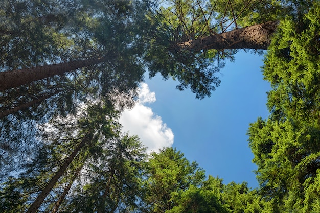 Foro a forma di cuore che mostra cielo blu nell'abetaia.