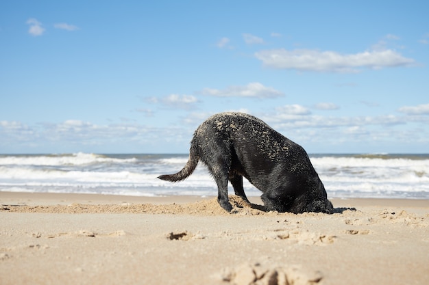 Foro di scavo del cane nero nella sabbia sulla spiaggia. Con testa all'interno del foro. Di fronte al mare sotto il cielo nuvoloso.