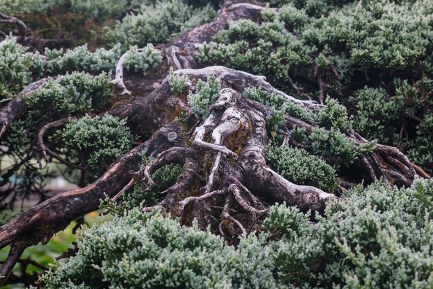 Forrest dei pini verdi sul fianco della montagna