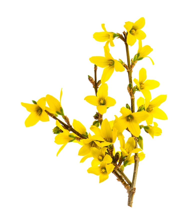 Photo forsythia blossoming isolated on white