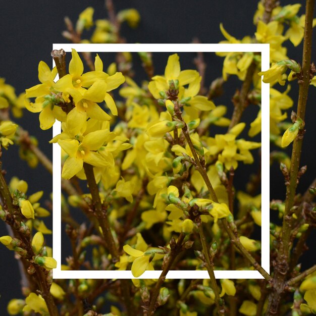 Forsythia con cornice