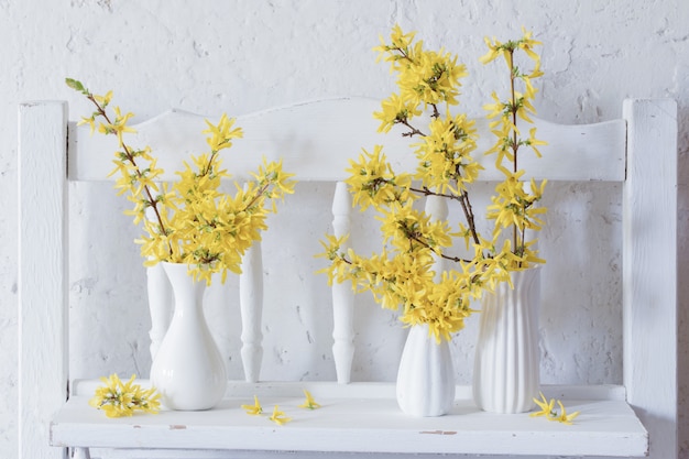 Forsythia in vaso su sfondo bianco