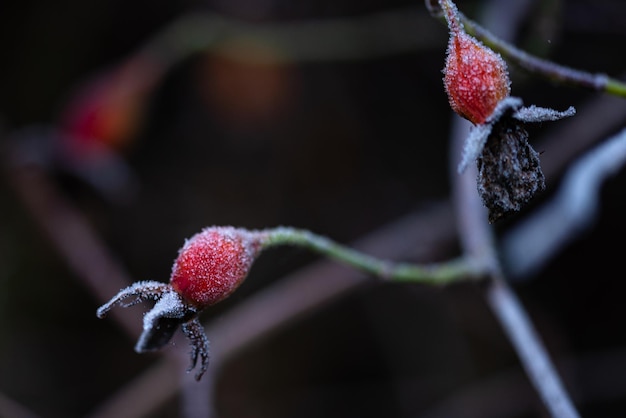 Forte brina su foglie e rosa canina