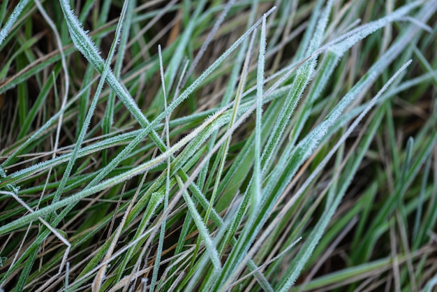 Forte brina su foglie ed erba verde