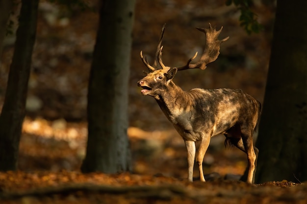 Forte daino, dama dama, ruggente all'interno della foresta in autunno al tramonto. Magnifico cervo che chiama nel bosco durante la stagione degli amori. Antlered mammifero selvatico in piedi nella natura di caduta.