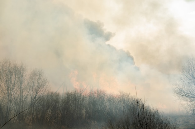 Forte fuoco e fumo, erba e canne in fiamme. Fumo nero.