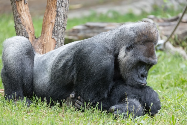 Forte gorilla maschio che riposa sulla terra