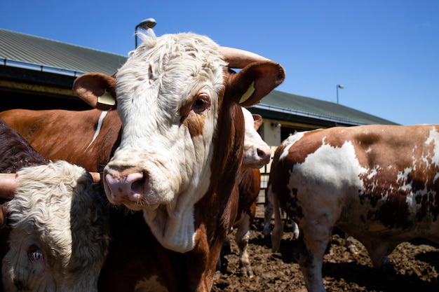 Forti animali domestici toro muscoloso per la produzione di carne in azienda agricola biologica.