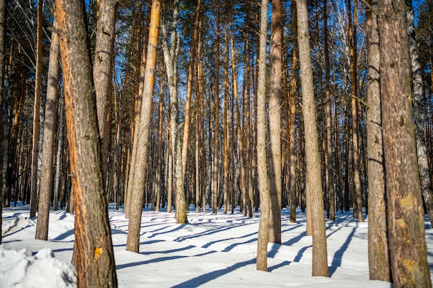 Forti nevicate in città sullo sfondo di case private a kemerovo siberia