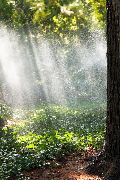 Forti piogge nella foresta in una soleggiata giornata autunnale