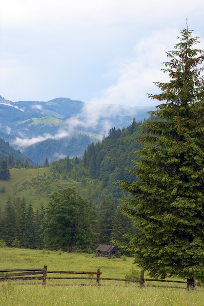 Foschia bianca sul fianco di una montagna d'estate