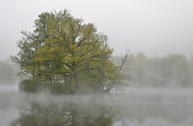 foschia mattutina nella foresta