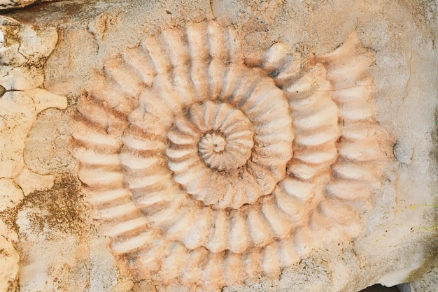 Fossile preistorico di ammonite sulla superficie della pietra