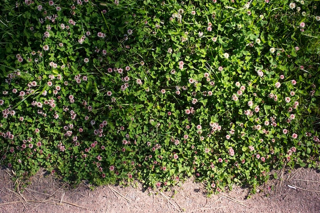 Foto a colori di un campo di trifoglio in erba