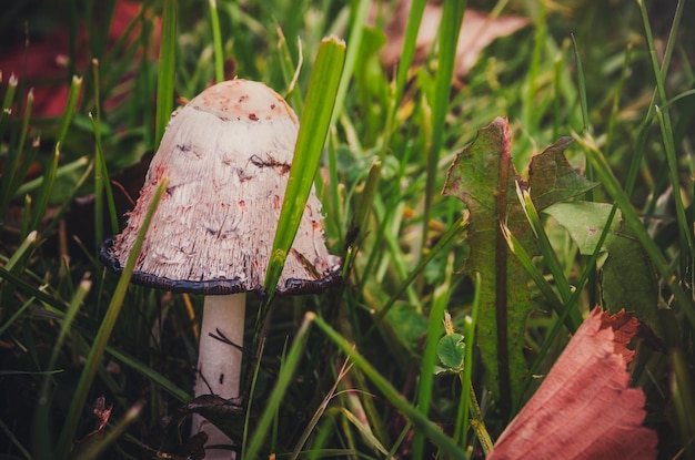 Foto a macroistruzione del coprinus comatus nell'erba densa del campo