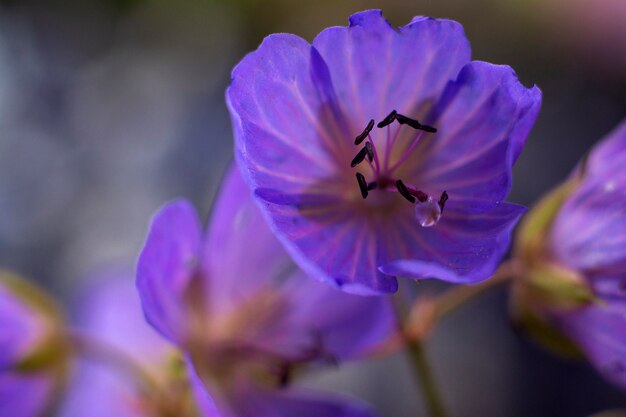 Foto a macroistruzione del fiore blu del geranio