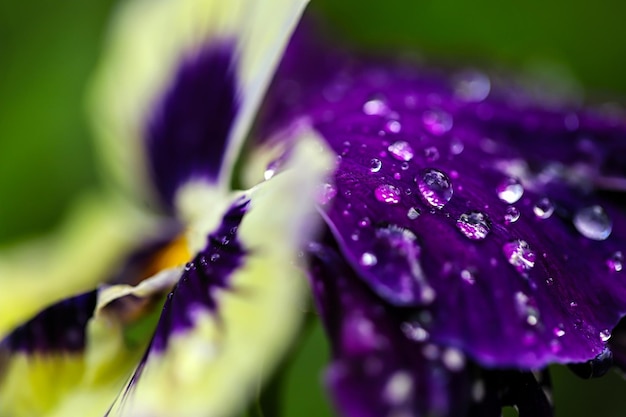 Foto a macroistruzione del fiore con le gocce di acqua